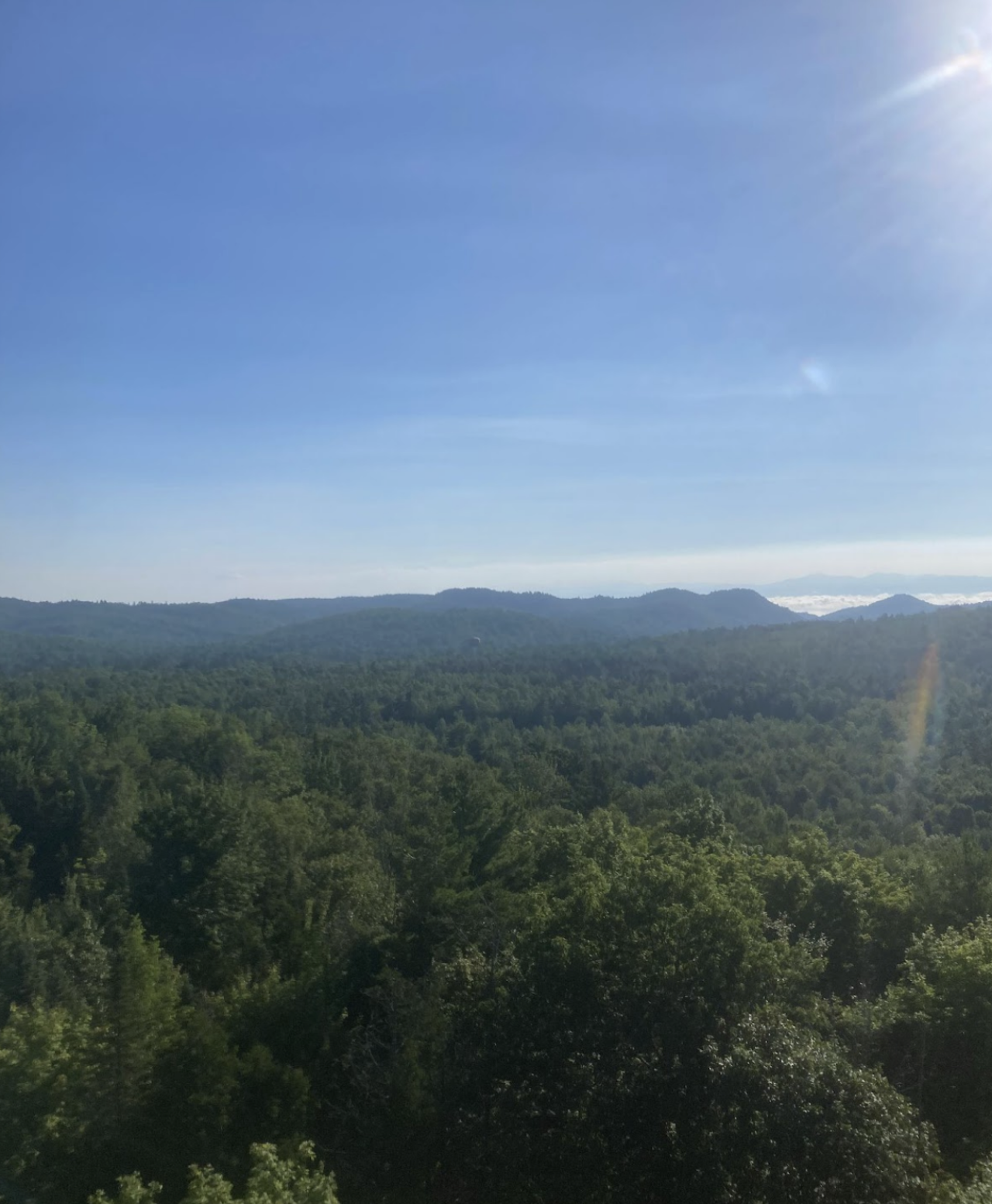 A view from a mountain summit looking out on a vast green forest on a sunny, blue-sky day.
